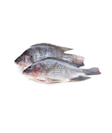 Grunt Fish  “Pan Ready”  Per KG / 2 lbs x 1
